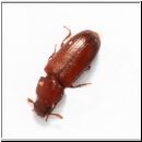 Tribolium castaneum - Schwarzkaefer Reismehlkaefer 01 3mm.jpg